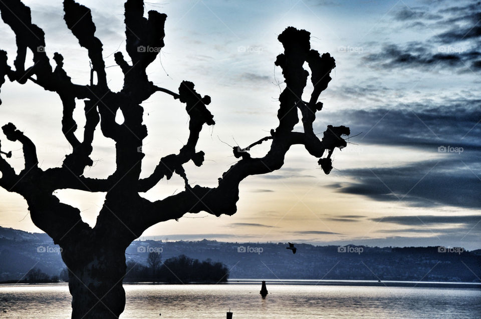 white black tree sunset by nivoa