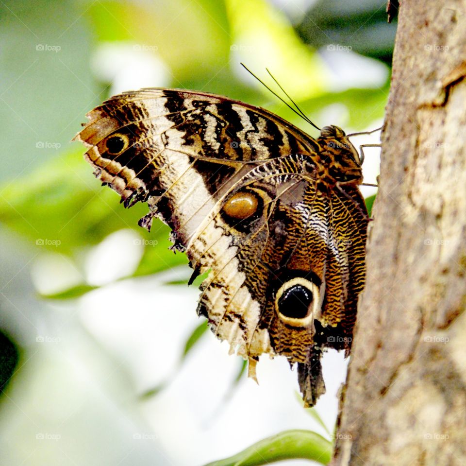 Close-up of a butterfly on tree bark