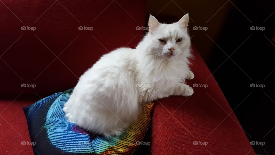 adorable white fluffy cat sitting on couch