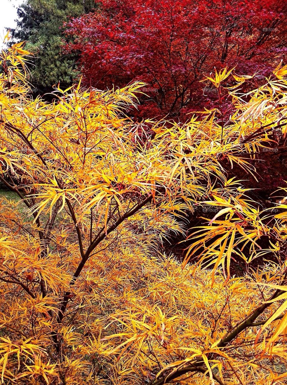 Westonbirt Arboretum