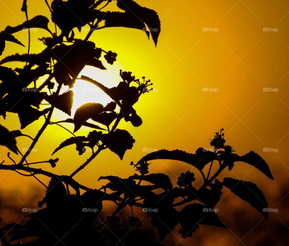 Showing beauty of sun set and plants