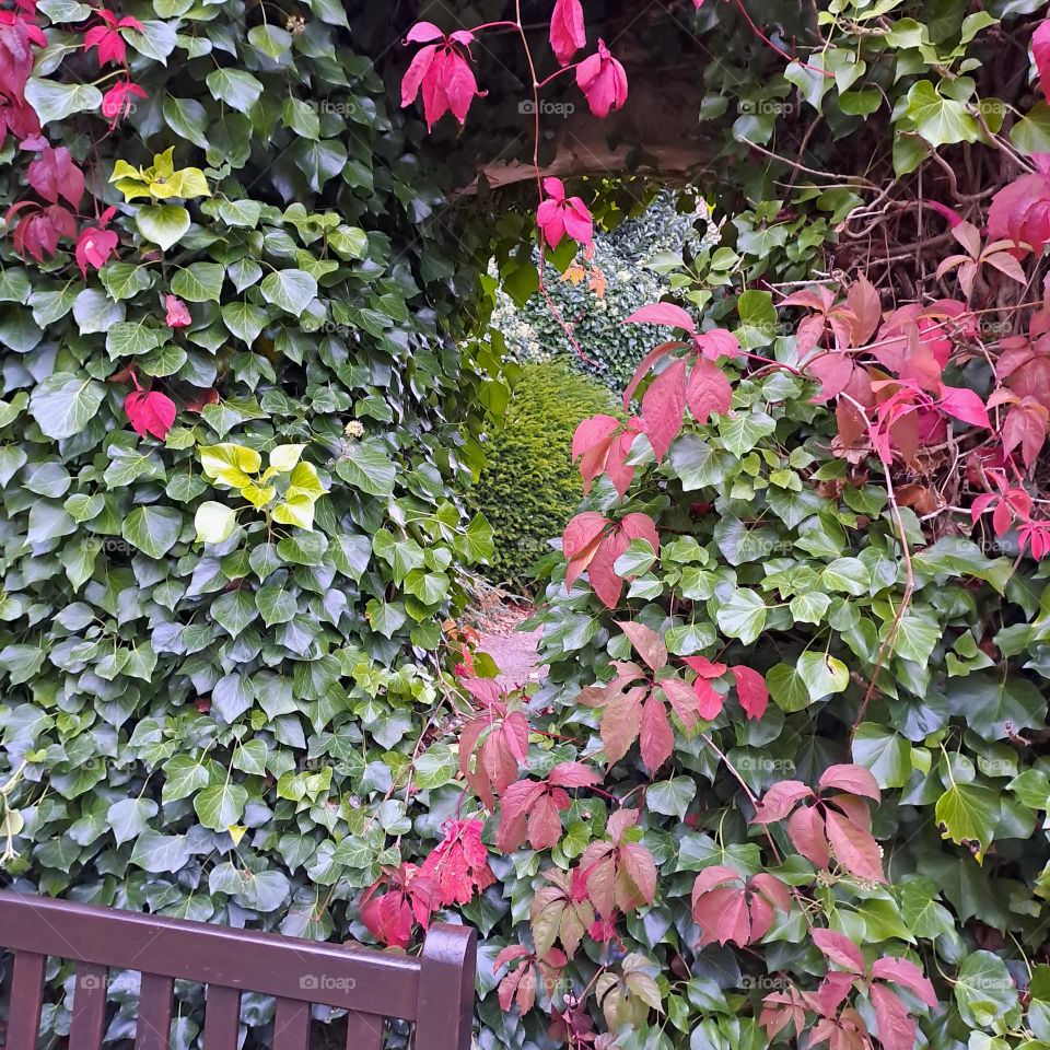 ruins window covered in foliage. autumn colours