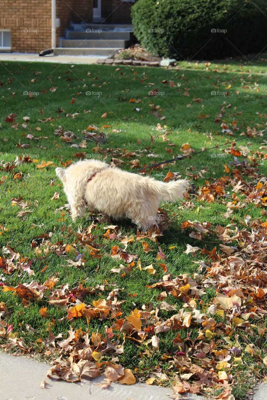 Dog exploring in a yard on a walk