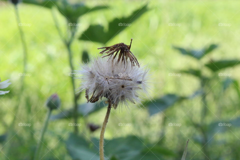 summer plants