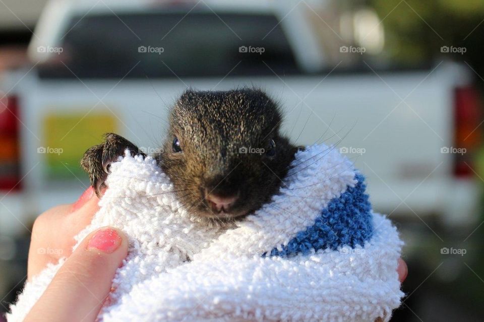Orphaned baby squirrel 