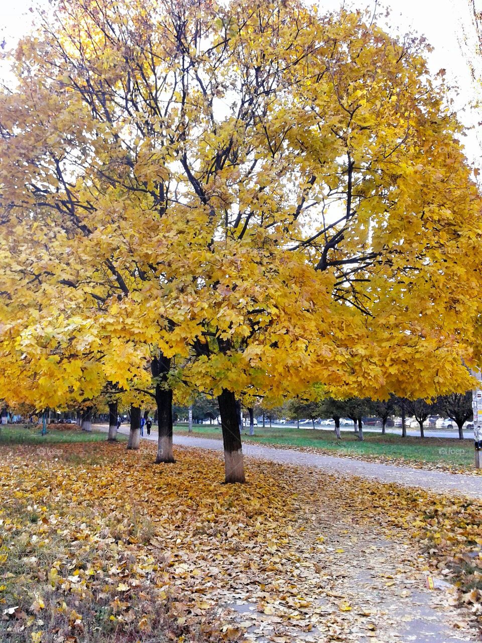 Autumn. Yellow leaves. Autumn