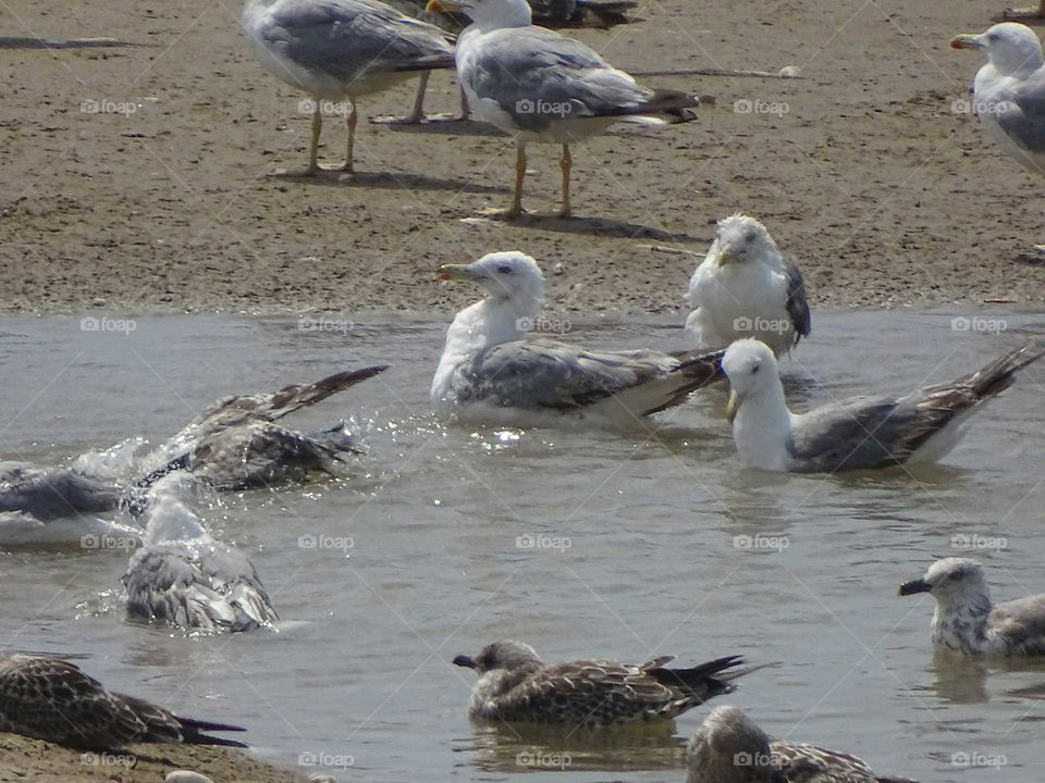 Seagulls on the beach