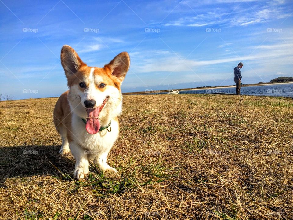 Corgi sea dog