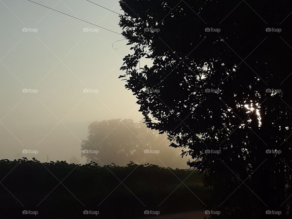 fog in the morning