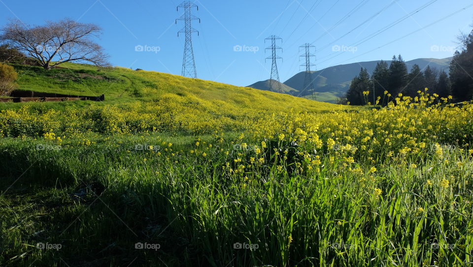 Spring in the suburbs, high voltage power lines admist a field of spring flowers