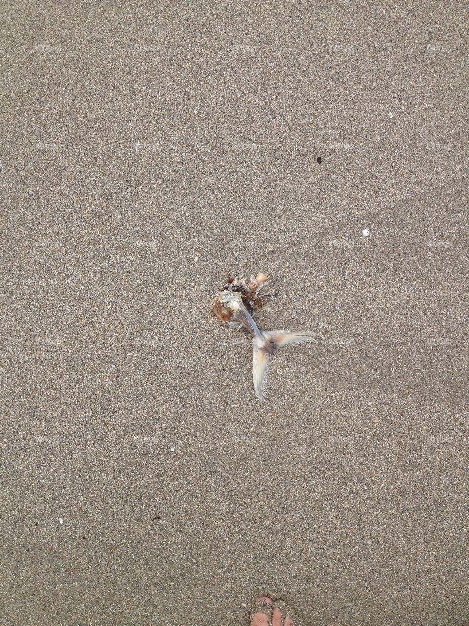 Fish tail on the beach