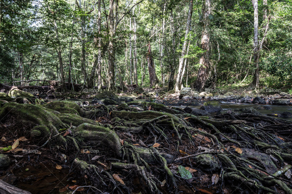 Root of the tree in the forest 