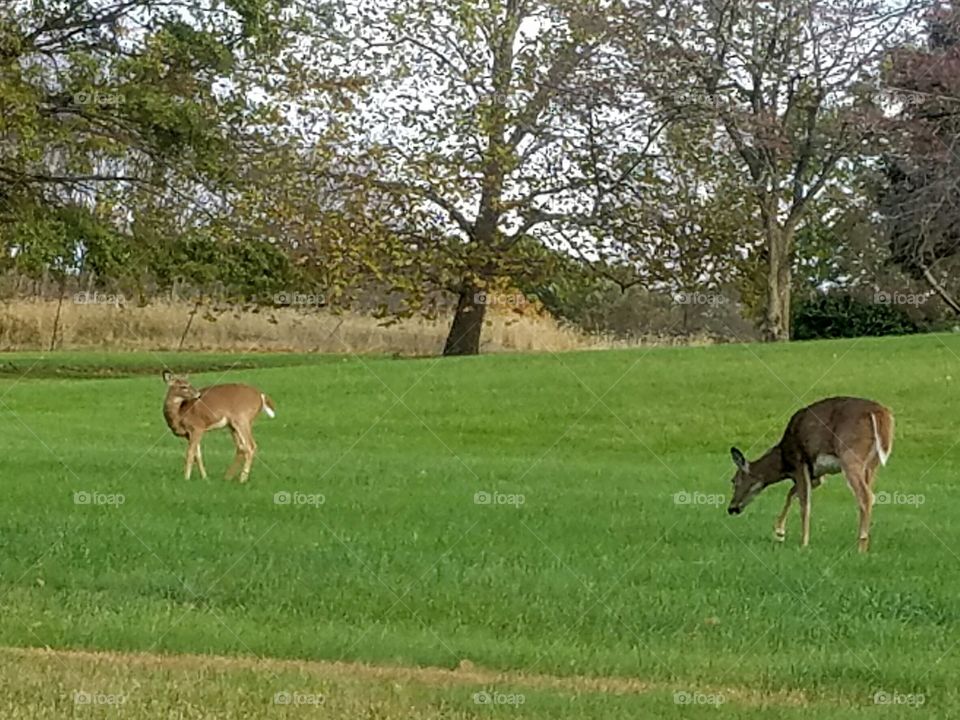 Virginia White-tailed Deer in Yard