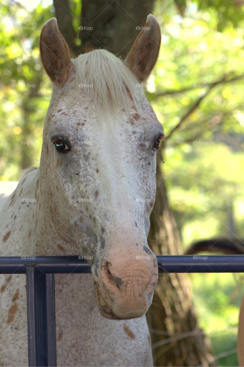 Gorgeous white horse waiting for some love. 