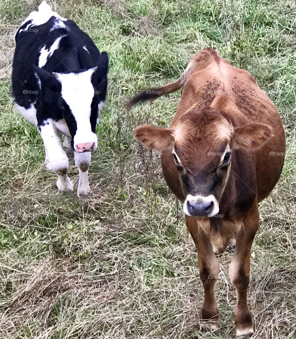 Pasture Buddies