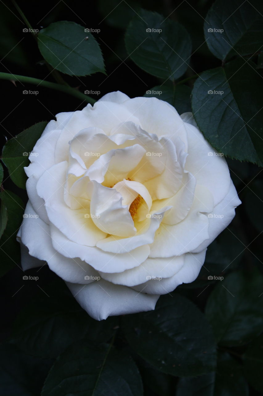 Rose Susan; aka Poulsen Floridian; with ruffled, creamy-white flower petals 
