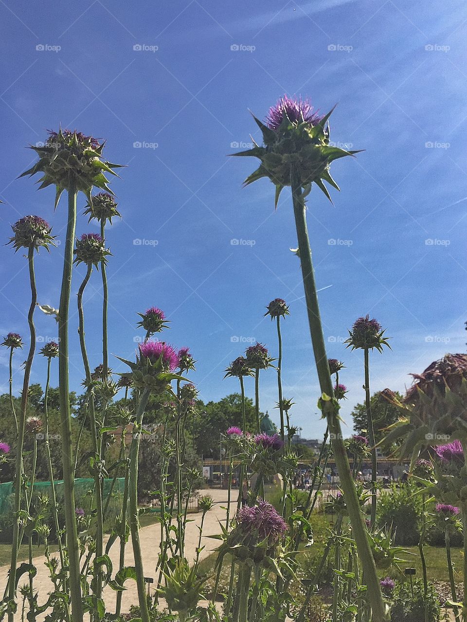 Flower, Nature, Flora, Summer, No Person