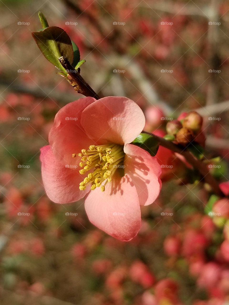 Single red blossom on a Japanese Quince bush in the spring