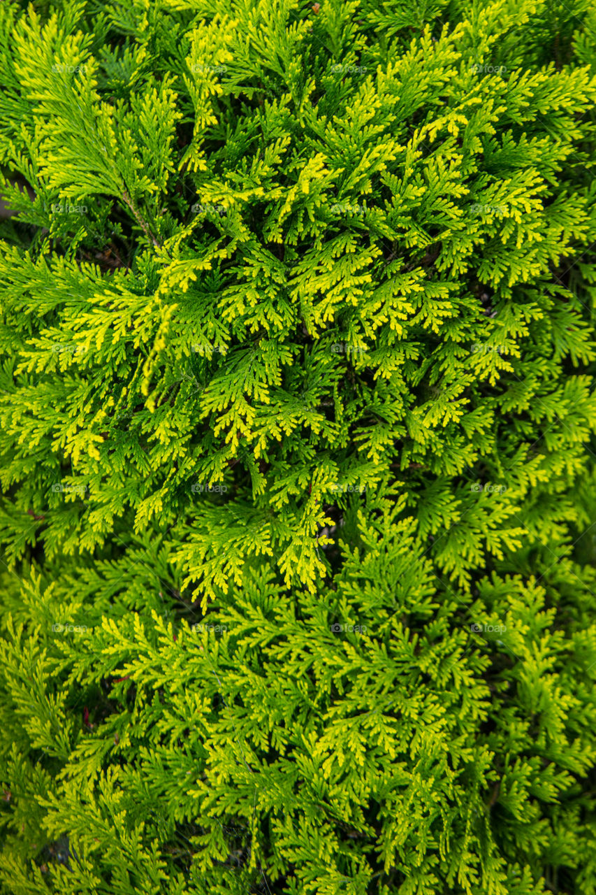 Directly above shot of bushes