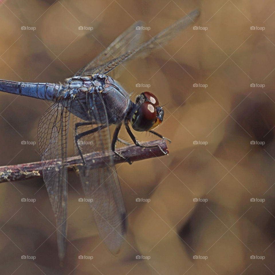 I took this image in the middle of the day, when the sun shone bright. The light gave me clean image of the dragonfly, soft reflection of the sunlight on it's eyes and nice "mozaic-like" from the grass below it.