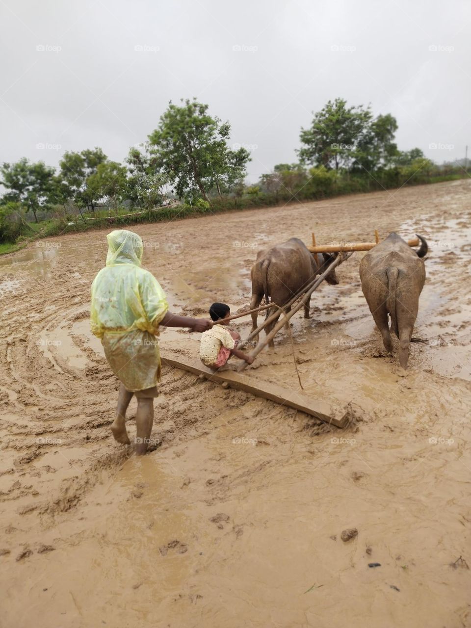 working farm father and son