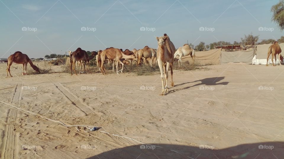 Camel in Dubai desert.