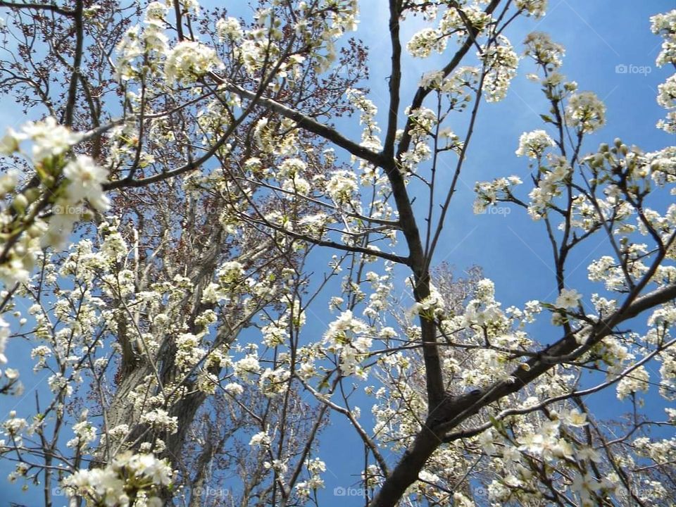 Spring flowers