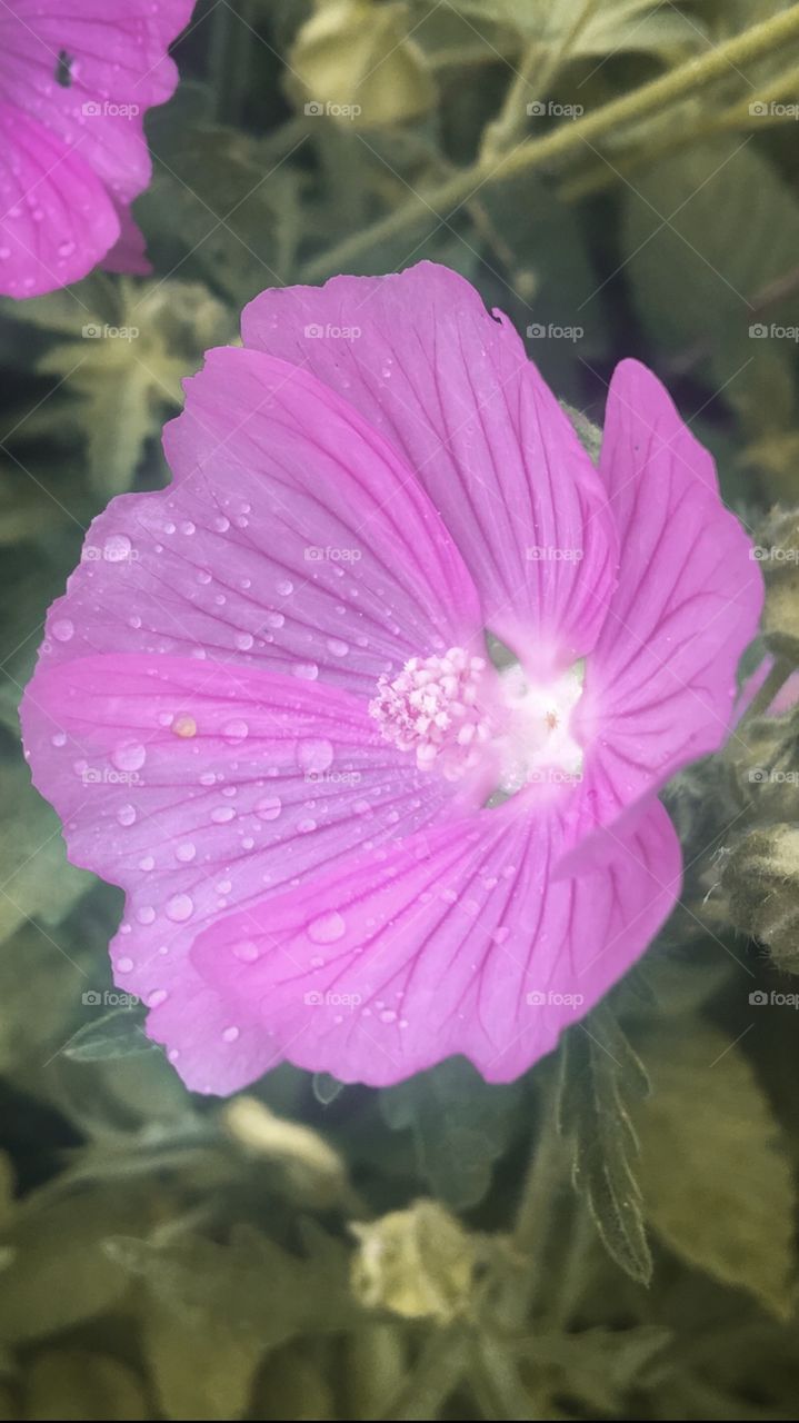 Close up pink flower grass background