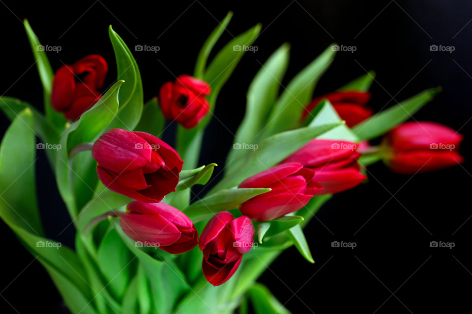 Vibrant tulips bouquet - spring love