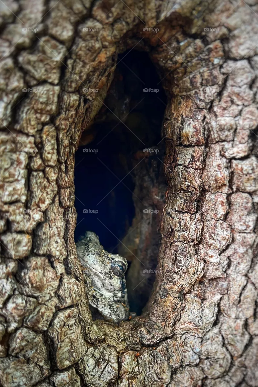 camouflage