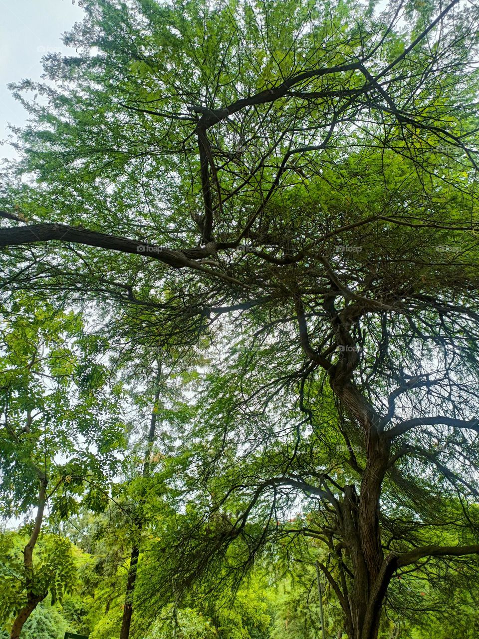 A BEAUTIFUL CANOPY OF TREES