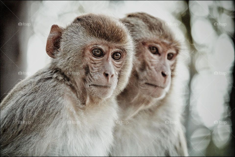 Two Monkeys craving for food