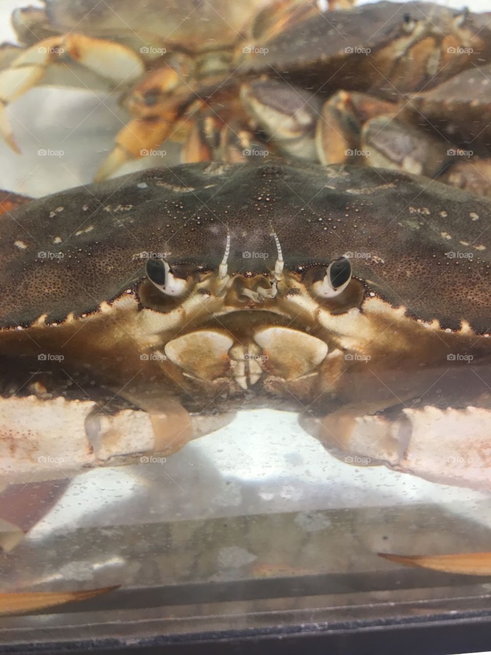 Angry looking crab
