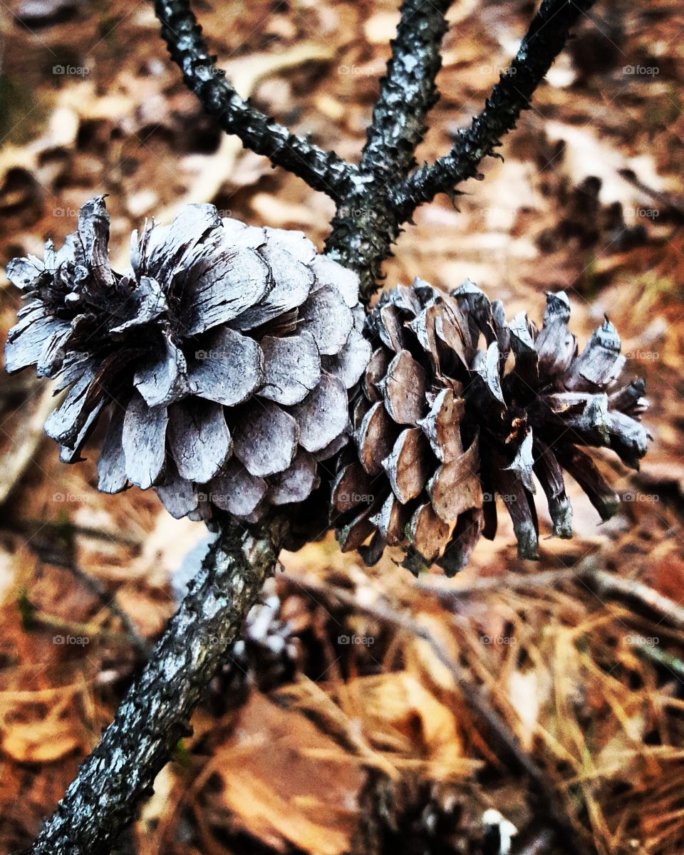 High angle view pinecone