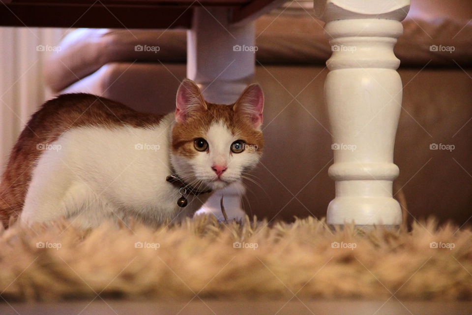 Cat under a table