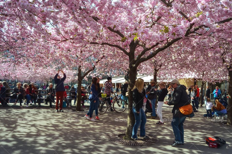 Cherry trees. Cherry trees