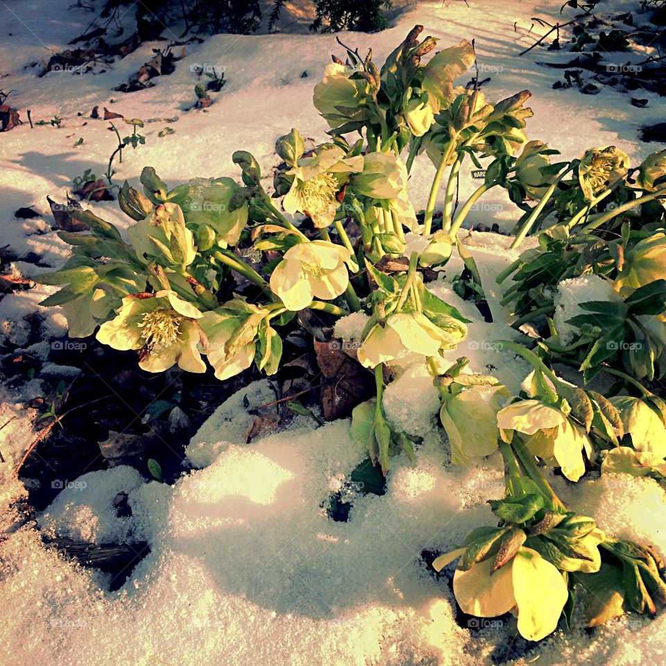 Cold hellebore . Hellebore in my April garden