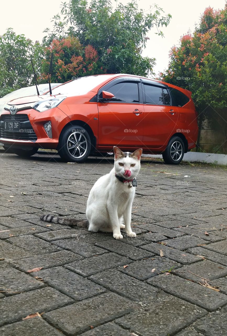 A female cat sitting in parking lot, with cars been parked as background.  She sticking her tongue  out.