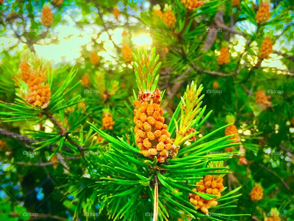 beautiful cones in the fir forest