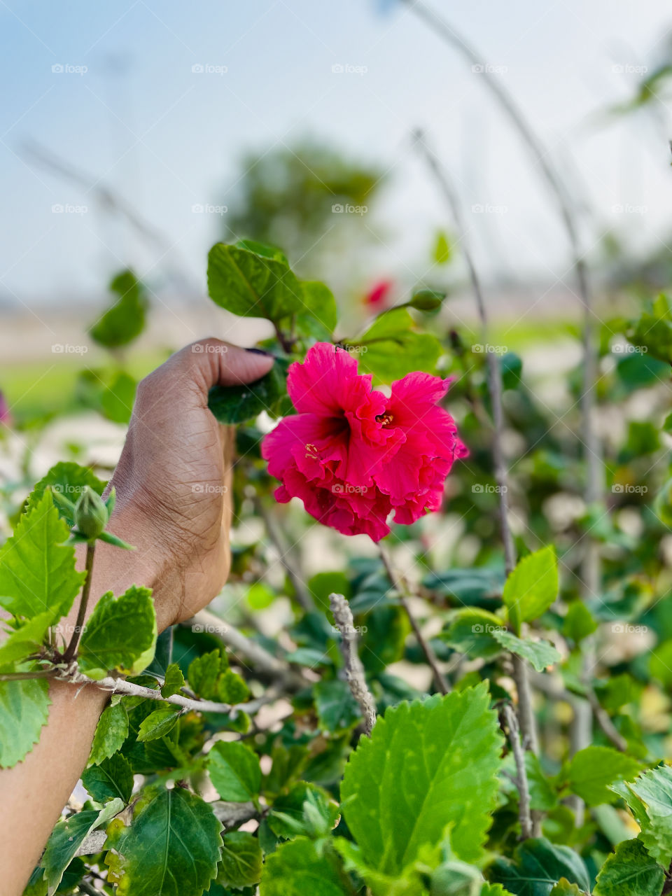 Hibiscus flowers 