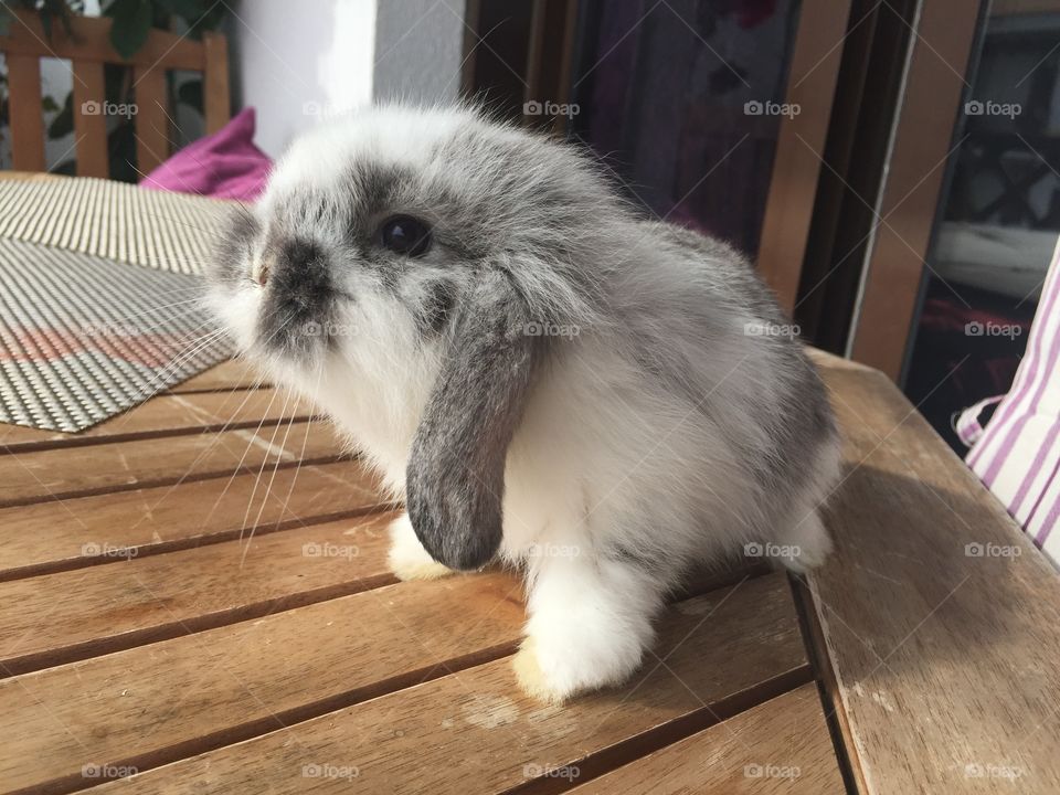 Small funny rabbit on the table 