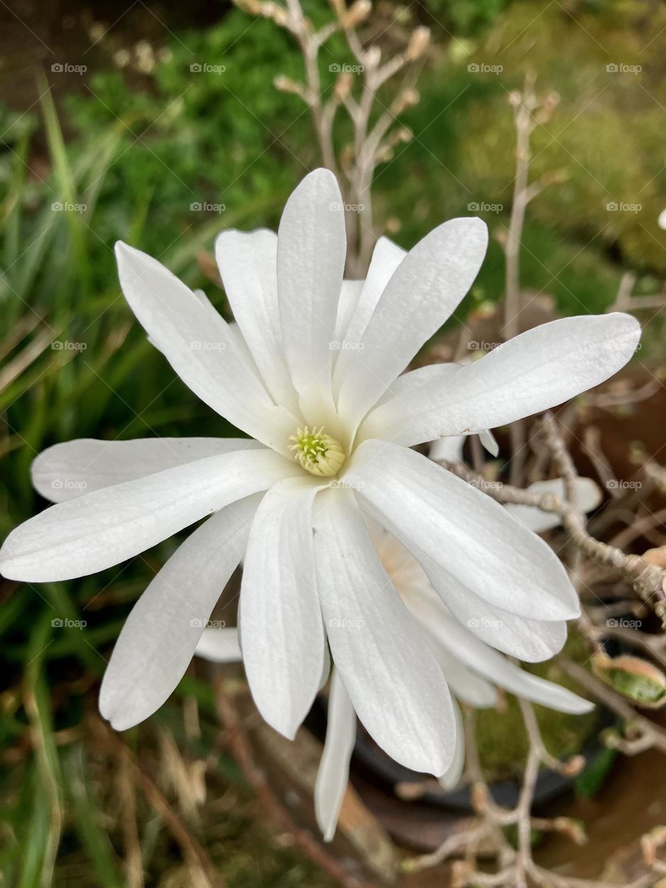 This is a rare photo of my Magnolia plant in flower as for some reason it doesn’t bloom every year ?!?! Any advice or tips from any “Garden Loving Foapers” reading this are most welcome … 2022’s weather was obviously perfect for it !