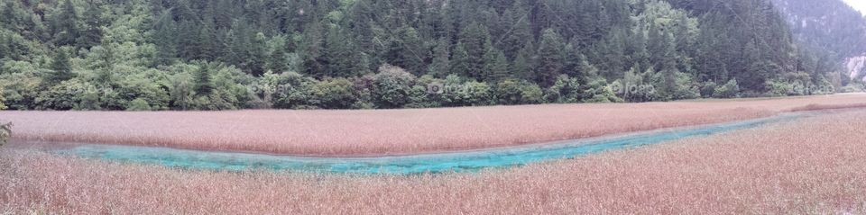 Amazing colors - blue river, red grass and green forest