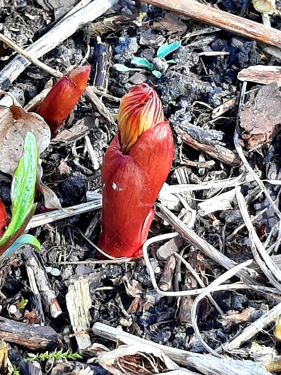 first red buds of peony in spring garden