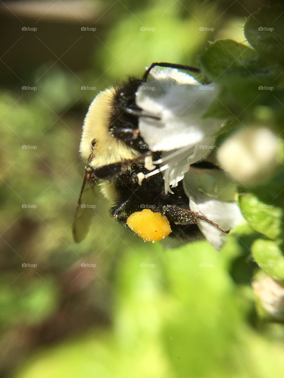 Bumblebee on Basil