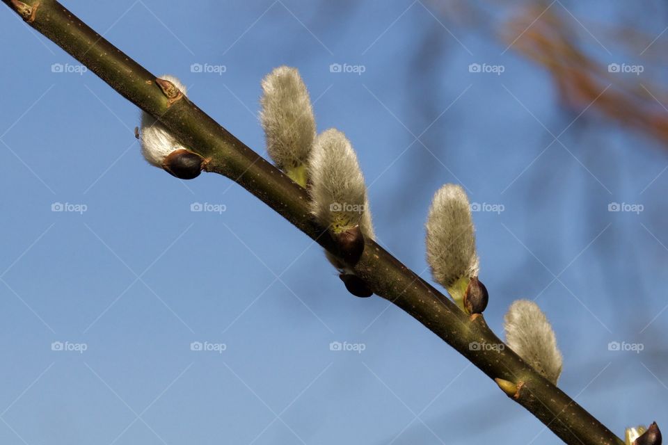 Blooming willow catkins