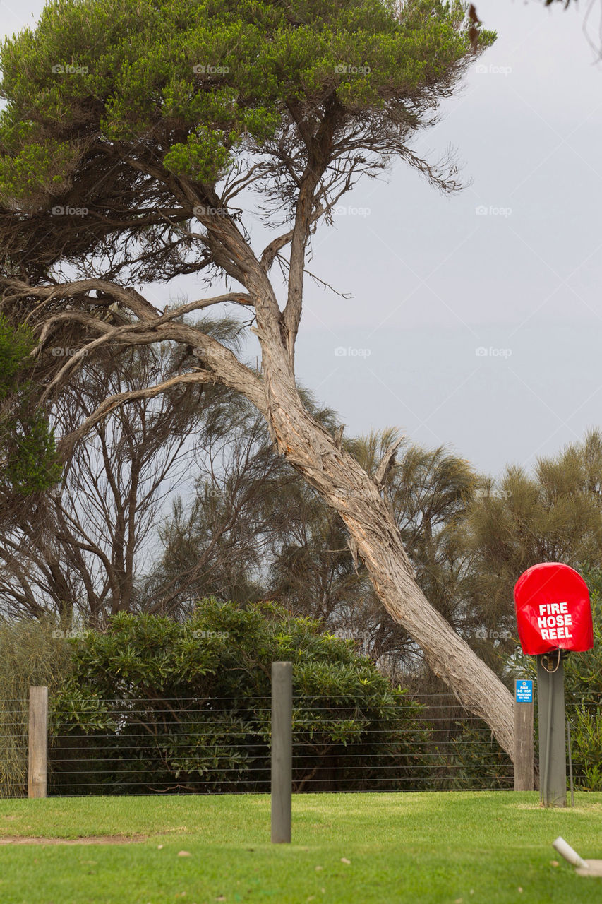 fence tree autumn daylight by splicanka