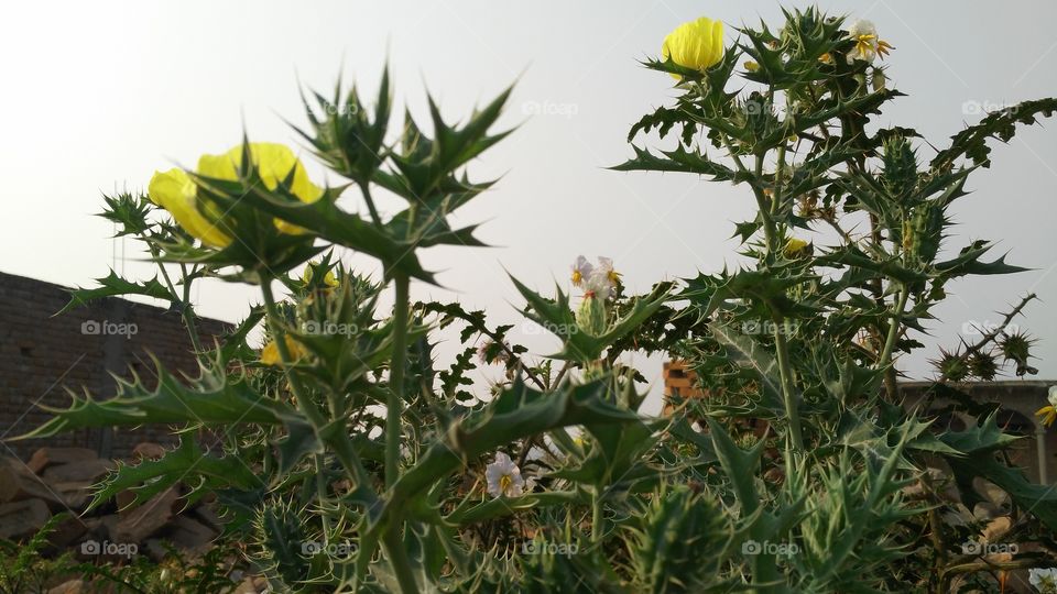 hedges in the garden