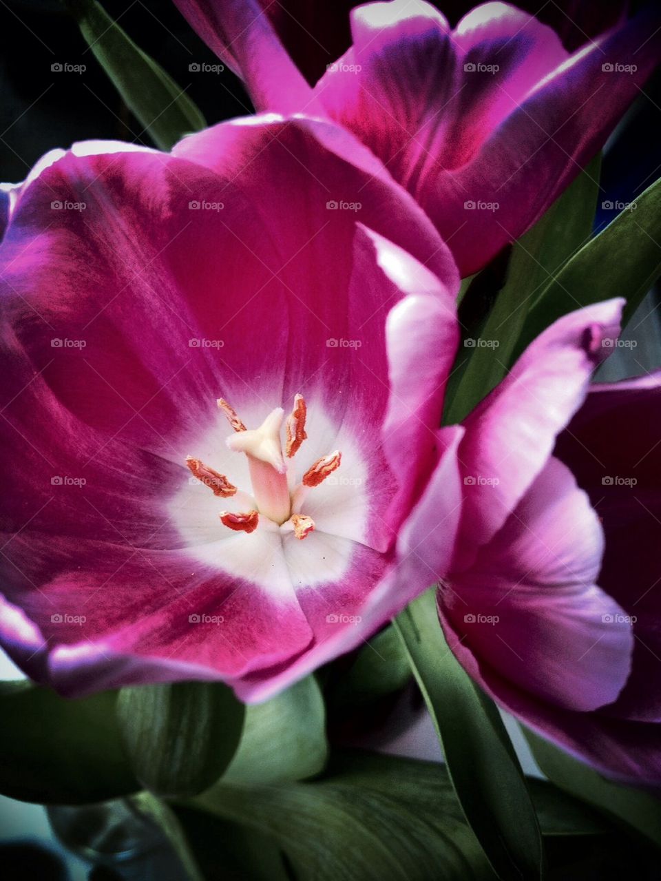 Tulip