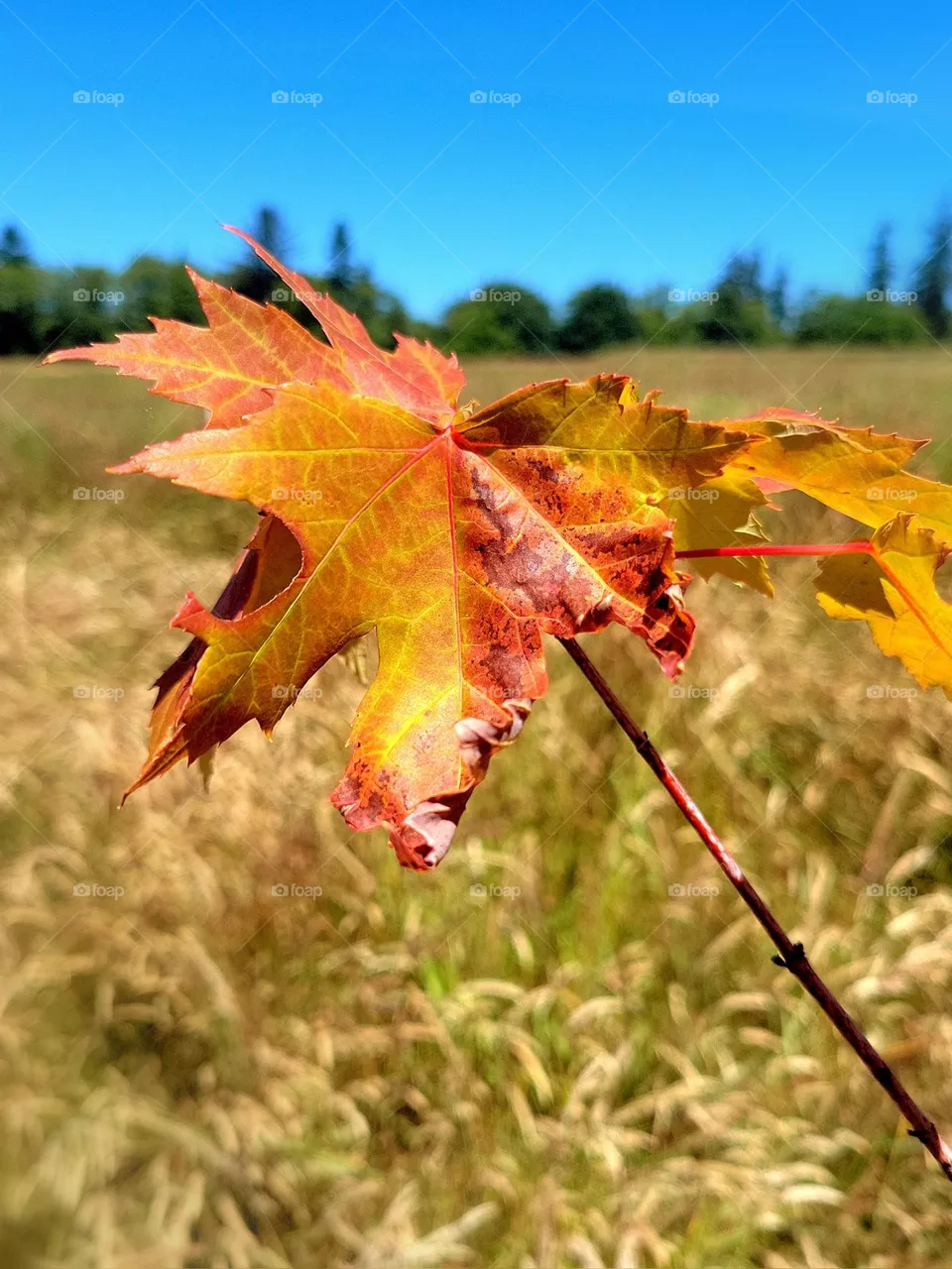 leag in field